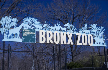 Bronx
